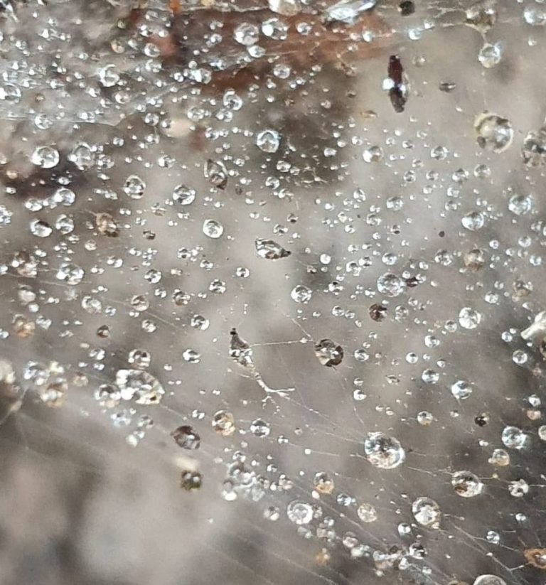 Liilia Link Wassertropfen, welche sich ein eimem Spinnennetz verfangen haben und ihre Tropfenform behalten haben